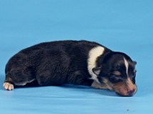 puppies