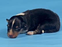 puppies