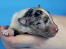 puppies