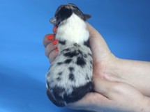 puppies
