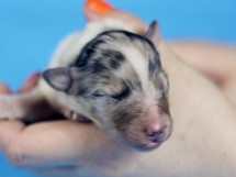 puppies