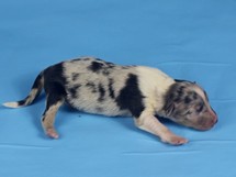 puppies