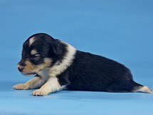 puppies