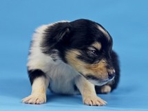 puppies