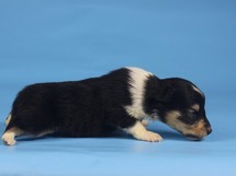 puppies