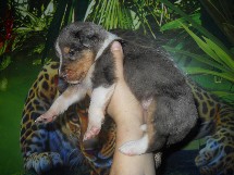 puppies