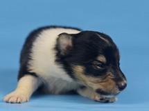 puppies