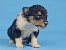 puppies