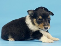 puppies