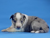 puppies