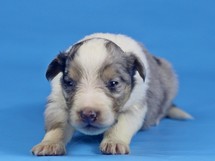 puppies