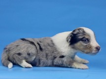 puppies