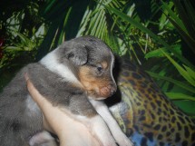 puppies