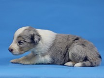 puppies