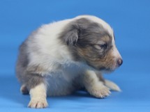 puppies