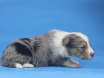 puppies