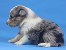 puppies