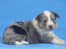 puppies