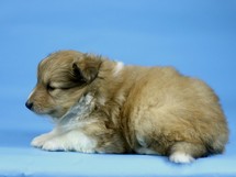 puppies
