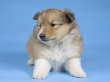 puppies