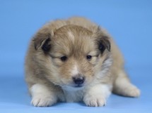 puppies