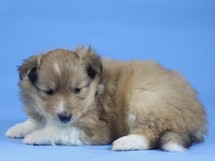 puppies