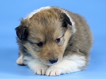 puppies
