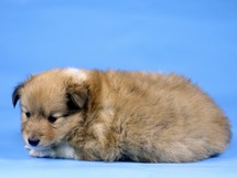 puppies