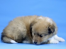 puppies