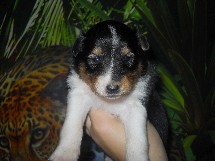 puppies