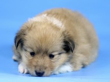 puppies