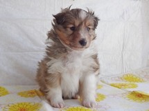 puppies