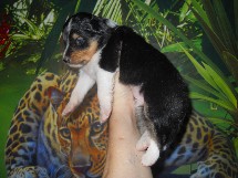 puppies