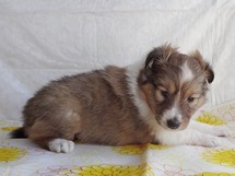 puppies