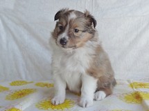 puppies