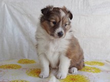 puppies