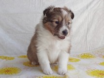 puppies