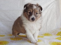puppies