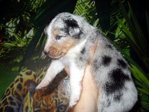 puppies