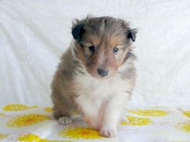 puppies