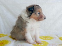 puppies
