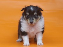 puppies