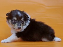 puppies