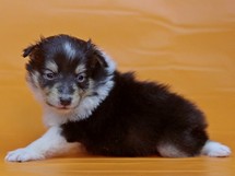puppies
