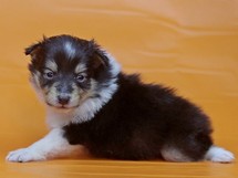 puppies