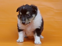 puppies