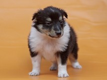 puppies