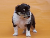 puppies