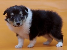 puppies