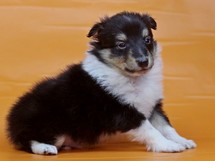 puppies